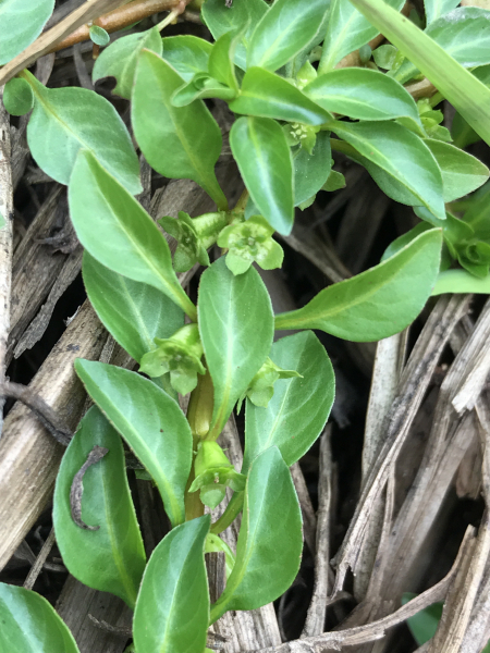 Pflanzenbild gross Heusenkraut - Ludwigia palustris