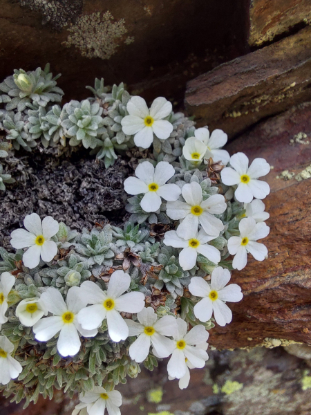 Pflanzenbild gross Vandellis Mannsschild - Androsace vandellii