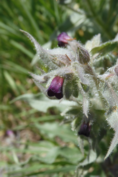 Pflanzenbild gross Braunes Mönchskraut - Nonea erecta