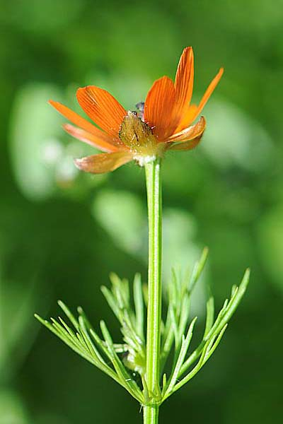 Pflanzenbild gross Sommer-Blutströpfchen - Adonis aestivalis