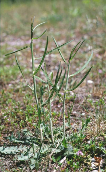 Pflanzenbild gross Ruten-Knorpelsalat - Chondrilla juncea