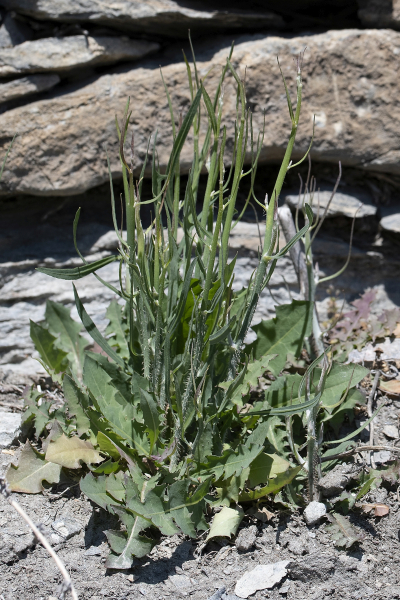 Pflanzenbild gross Ruten-Knorpelsalat - Chondrilla juncea