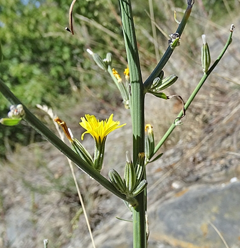 Pflanzenbild gross Ruten-Knorpelsalat - Chondrilla juncea