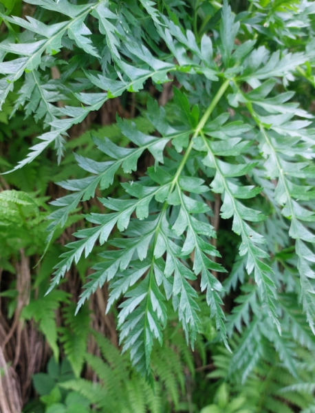 Pflanzenbild gross Striemensame - Molopospermum peloponnesiacum