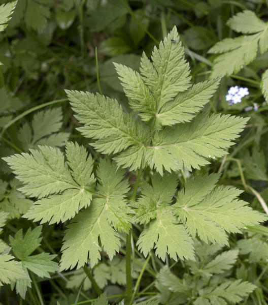 Pflanzenbild gross Gewöhnlicher Gebirgs-Kälberkropf - Chaerophyllum hirsutum