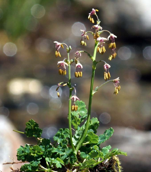 Pflanzenbild gross Alpen-Wiesenraute - Thalictrum alpinum