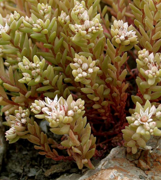 Pflanzenbild gross Spanischer Mauerpfeffer - Sedum hispanicum