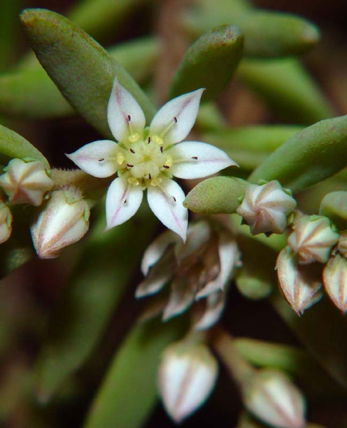 Pflanzenbild gross Spanischer Mauerpfeffer - Sedum hispanicum