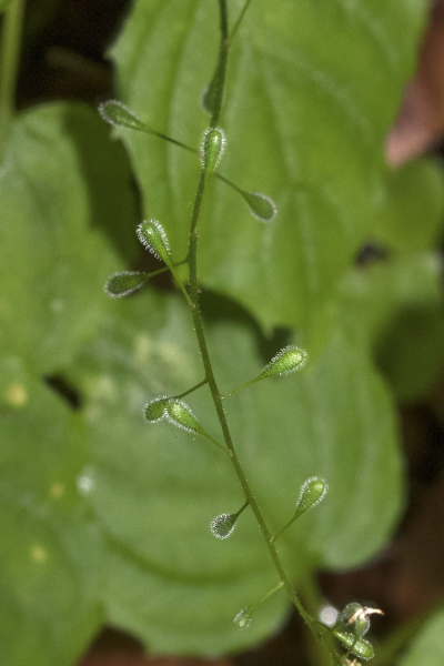 Pflanzenbild gross Alpen-Hexenkraut - Circaea alpina