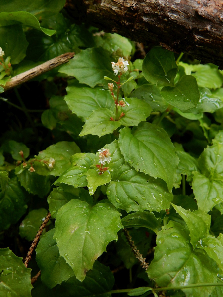 Pflanzenbild gross Alpen-Hexenkraut - Circaea alpina