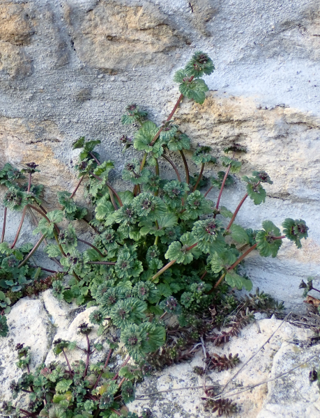 Pflanzenbild gross Stängelumfassende Taubnessel - Lamium amplexicaule
