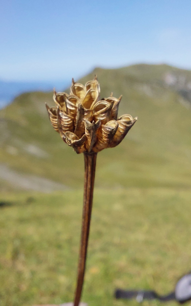 Pflanzenbild gross Europäische Trollblume - Trollius europaeus