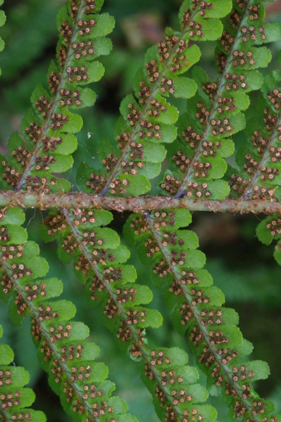 Pflanzenbild gross Schuppiger Wurmfarn - Dryopteris affinis