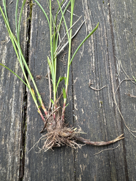 Pflanzenbild gross Rost-Segge - Carex ferruginea