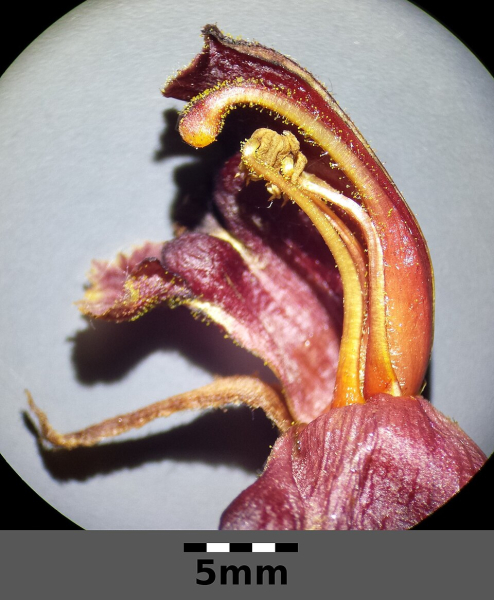 Pflanzenbild gross Schlanker Würger - Orobanche gracilis