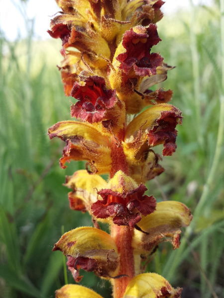 Pflanzenbild gross Schlanker Würger - Orobanche gracilis