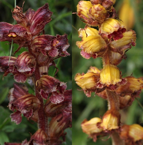 Pflanzenbild gross Schlanker Würger - Orobanche gracilis