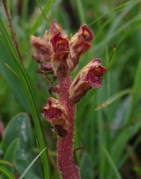 Pflanzenbild gross Schlanker Würger - Orobanche gracilis