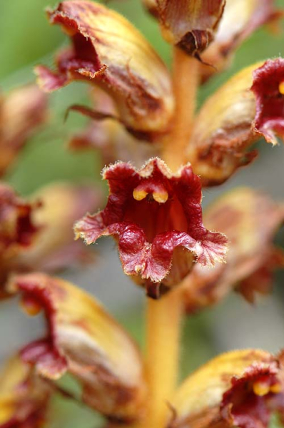 Pflanzenbild gross Schlanker Würger - Orobanche gracilis