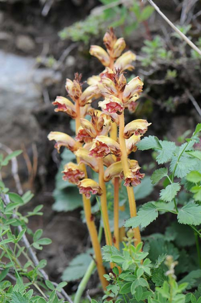 Pflanzenbild gross Schlanker Würger - Orobanche gracilis