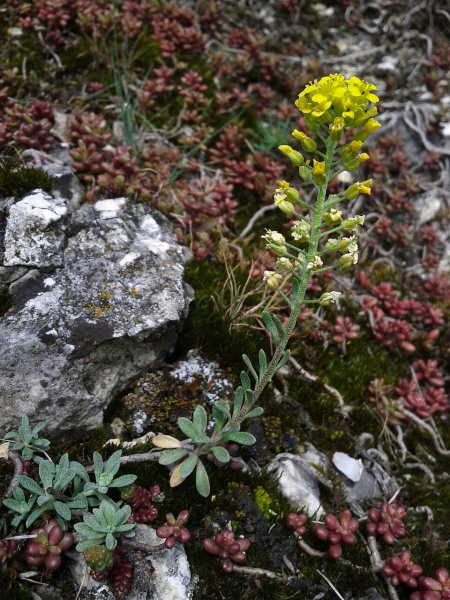 Pflanzenbild gross Berg-Steinkraut - Alyssum montanum