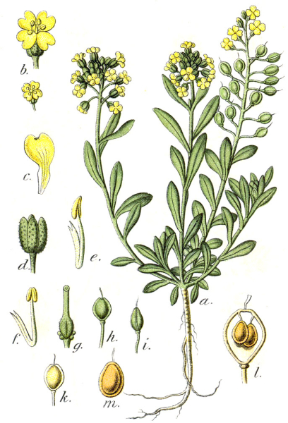 Pflanzenbild gross Berg-Steinkraut - Alyssum montanum