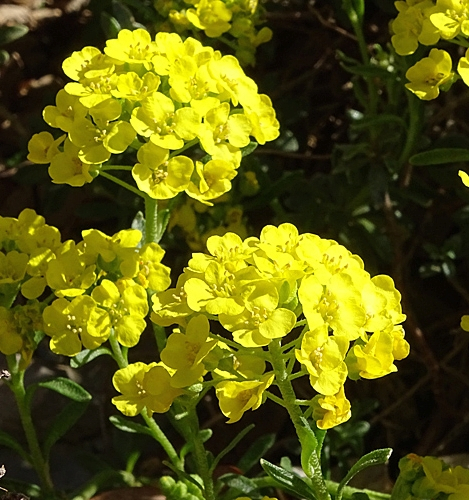 Pflanzenbild gross Berg-Steinkraut - Alyssum montanum