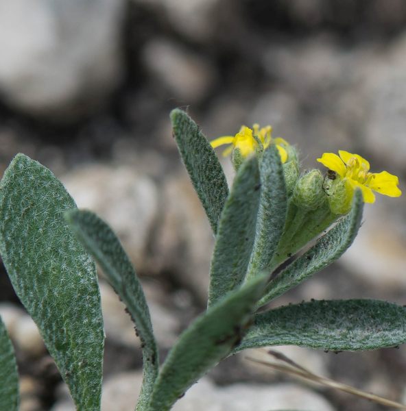 Pflanzenbild gross Berg-Steinkraut - Alyssum montanum