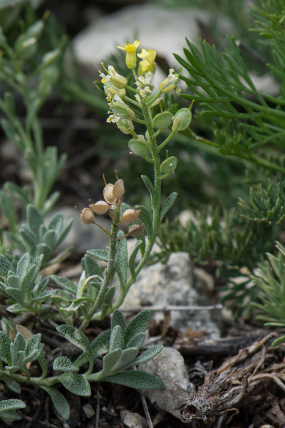 Pflanzenbild gross Berg-Steinkraut - Alyssum montanum