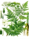 Einzelbild 1 Wiesen-Kerbel - Anthriscus sylvestris