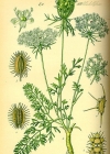 Einzelbild 1 Wilde Möhre - Daucus carota