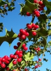 Einzelbild 1 Stechpalme - Ilex aquifolium