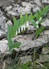 Einzelbild 2 Echtes Salomonssiegel - Polygonatum odoratum