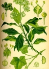 Einzelbild 1 Efeu - Hedera helix