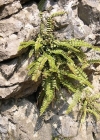 Einzelbild 1 Braunstieliger Streifenfarn - Asplenium trichomanes