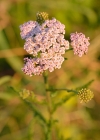 Einzelbild 1 Gewöhnliche Wiesen-Schafgarbe - Achillea millefolium