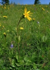 Einzelbild 3 Arnika - Arnica montana