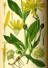 Einzelbild 2 Arnika - Arnica montana