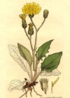 Einzelbild 2 Wald-Habichtskraut - Hieracium murorum aggr.
