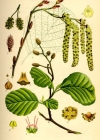 Einzelbild 2 Schwarz-Erle - Alnus glutinosa