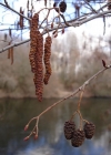 Einzelbild 3 Schwarz-Erle - Alnus glutinosa