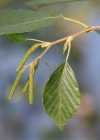 Einzelbild 1 Grau-Erle - Alnus incana