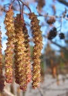 Einzelbild 2 Grau-Erle - Alnus incana