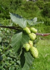 Einzelbild 1 Grün-Erle - Alnus viridis
