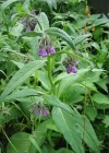 Einzelbild 1 Echte Wallwurz - Symphytum officinale