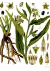 Einzelbild 2 Echte Wallwurz - Symphytum officinale