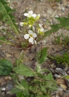 Einzelbild 1 Alpen-Gänsekresse - Arabis alpina