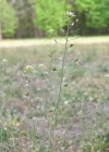 Einzelbild 2 Gemeines Hirtentäschel - Capsella bursa-pastoris