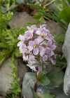 Einzelbild 2 Rundblättriges Täschelkraut - Thlaspi rotundifolium