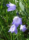 Einzelbild 2 Rundblättrige Glockenblume - Campanula rotundifolia
